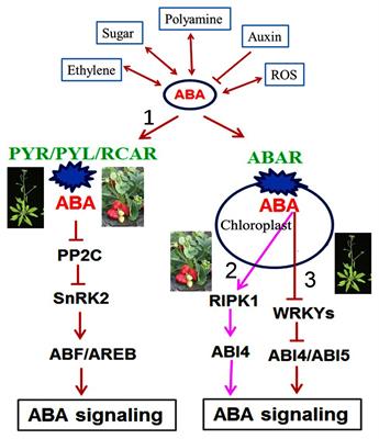 The Physiological and Molecular Mechanism of Abscisic Acid in Regulation of Fleshy Fruit Ripening